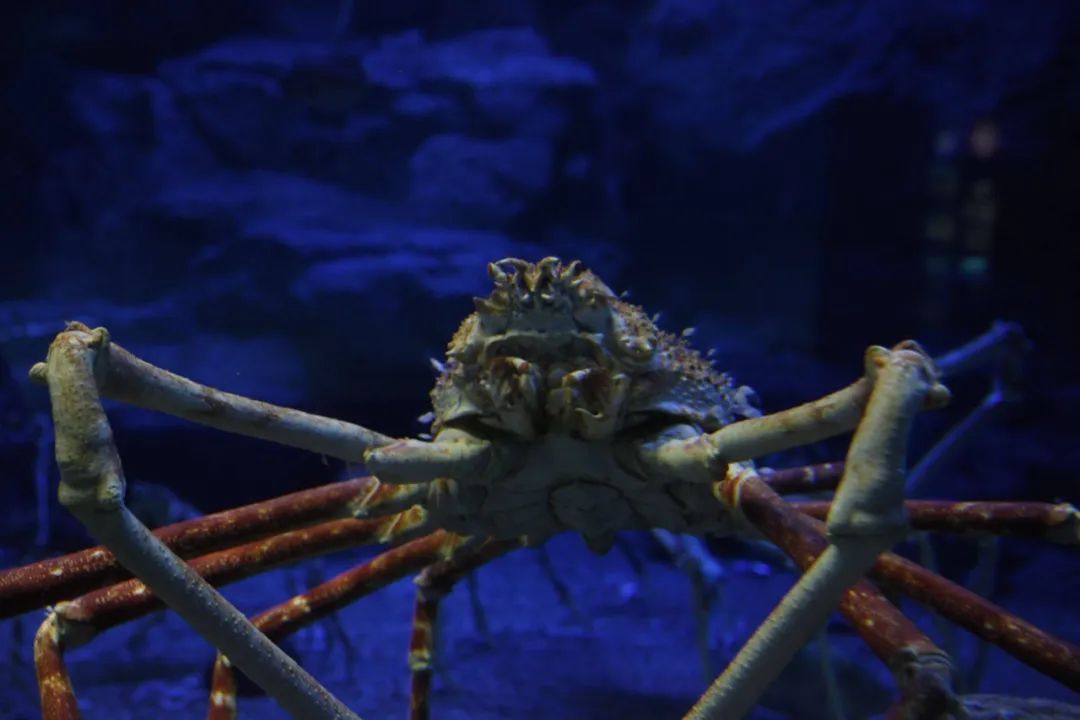 世界上最大的螃蟹，身长最多4米，鲨鱼都是它的食物