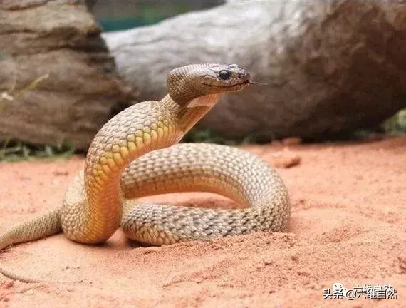 陆地上毒性最猛的毒蛇，细鳞太攀蛇比眼镜王蛇的毒性强20倍