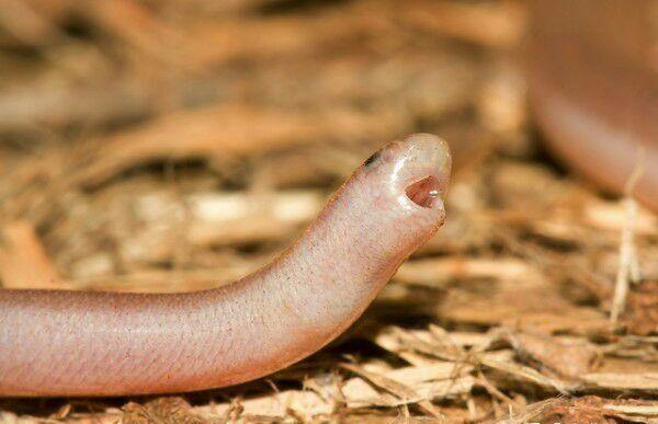 世界上最小的蛇，盲蛇，生活在阴暗角落，为何深受农民的喜爱？