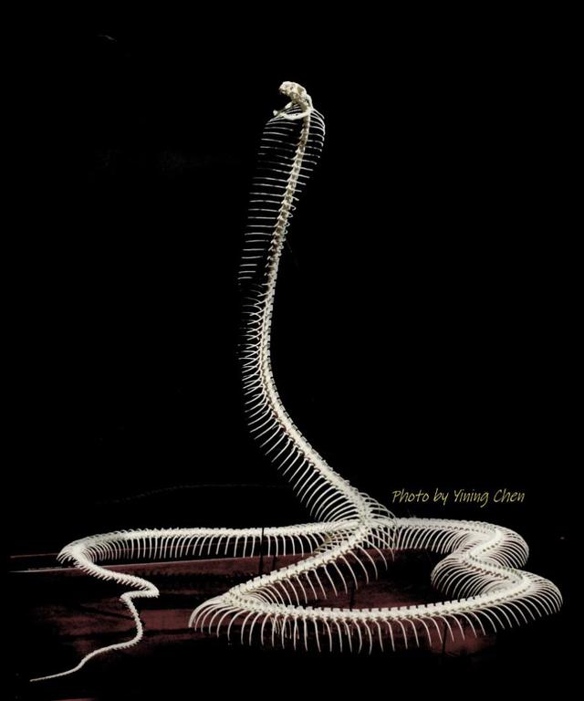 世界上最长的蛇，网纹蟒屡屡吞食人类，人蛇矛盾为何激化？