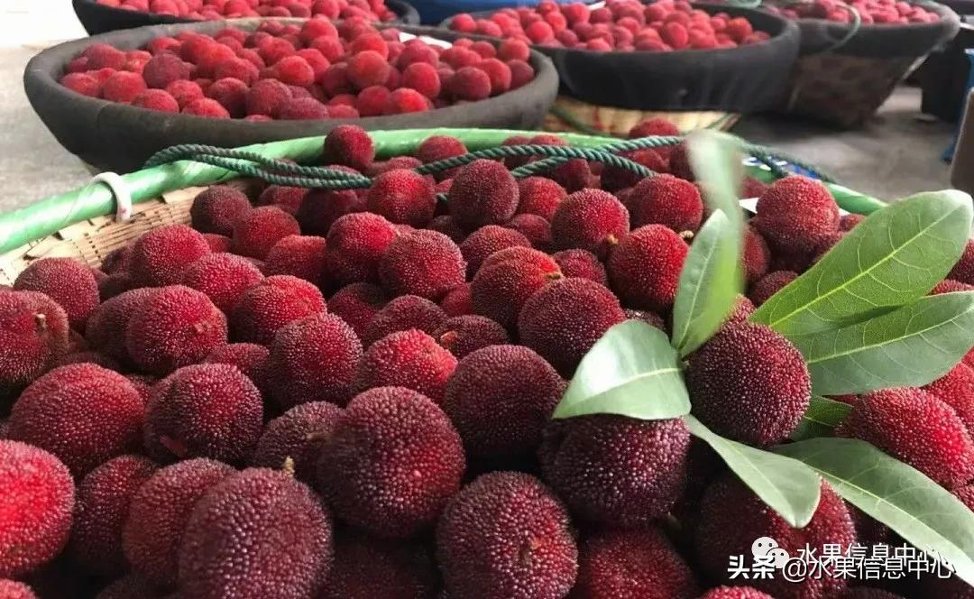 中国的杨梅到底哪里最好吃？（2021版附上市时间）